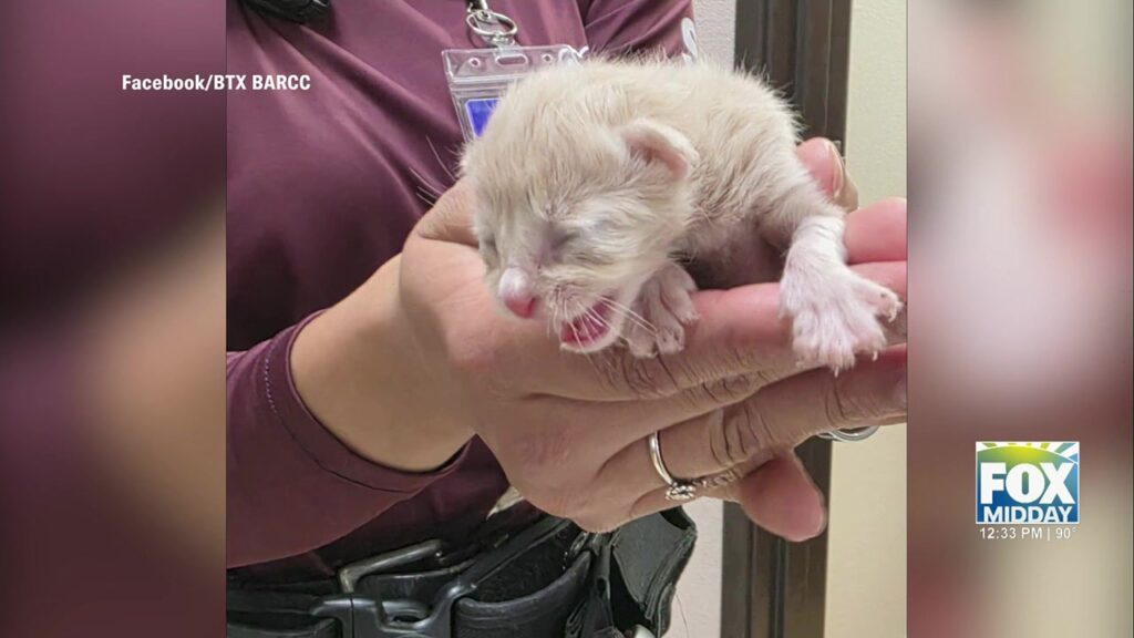 Kitten Rescue Plea: Urgent Call For Fosters In The Rio Grande Valley kitten rescue