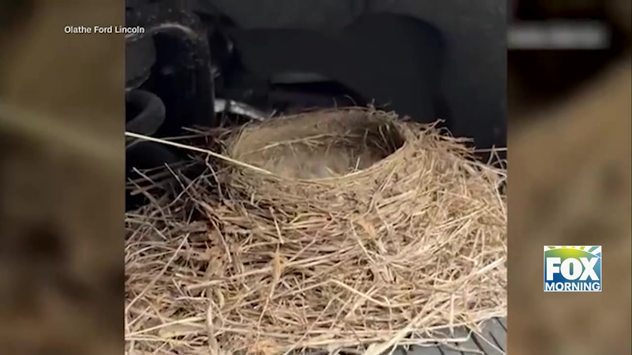 Robin Nest Car: Protected Robin’s Nest Delays Pickup Truck Sale In Kansas