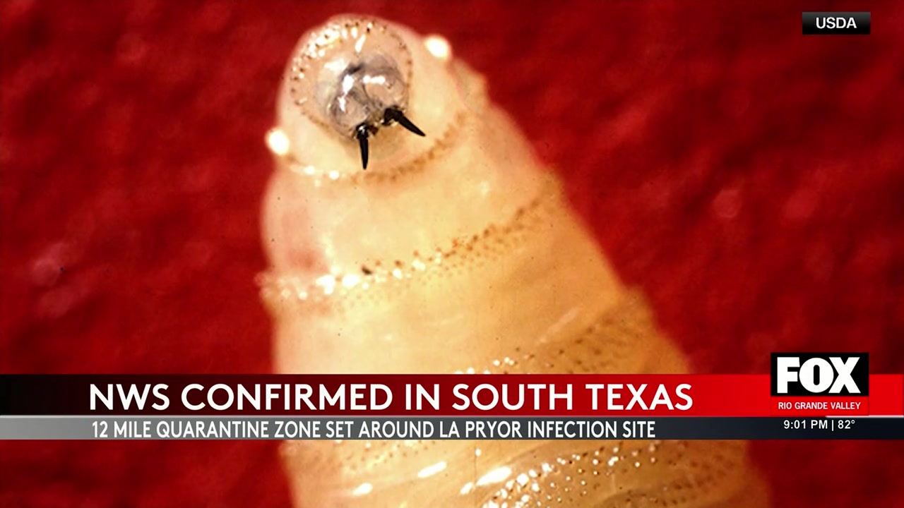 New World Screw-Worm Returns To U.S.: Farmers On Edge Amid Quarantine