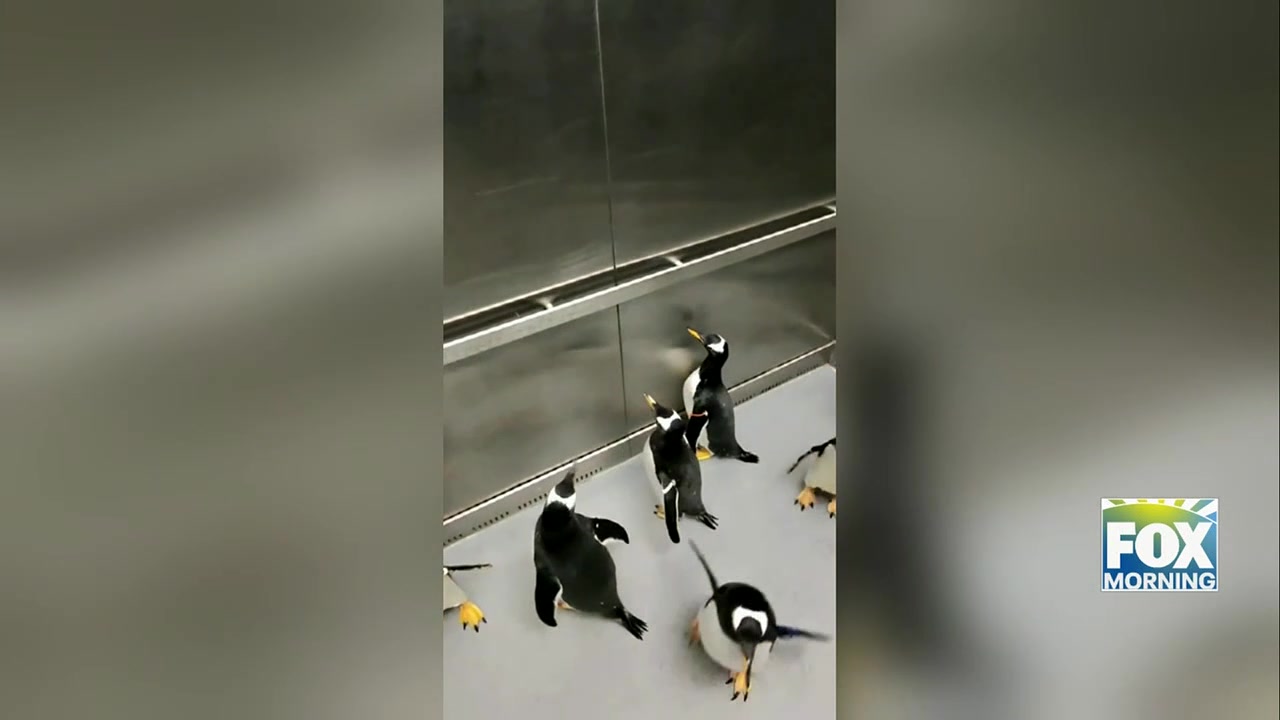 St. Louis Zoo Shares Adorable Behind-the-Scenes Penguin Elevator Ride St. Louis Zoo