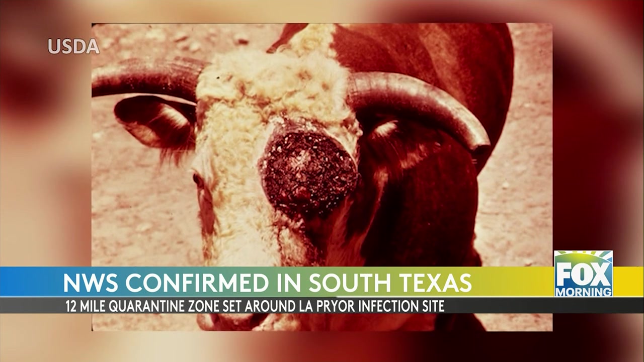 New World Screw-Worm Detected Near U.S.-Mexico Border: Major Threat To Livestock And Public Health New World screw-worm