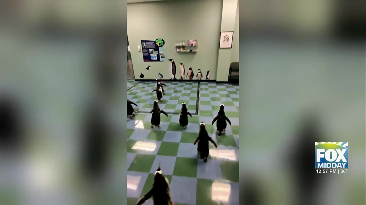 Behind-the-Scenes At St. Louis Zoo: Adorable Penguin Elevator Ride Delights Visitors Online St. Louis Zoo
