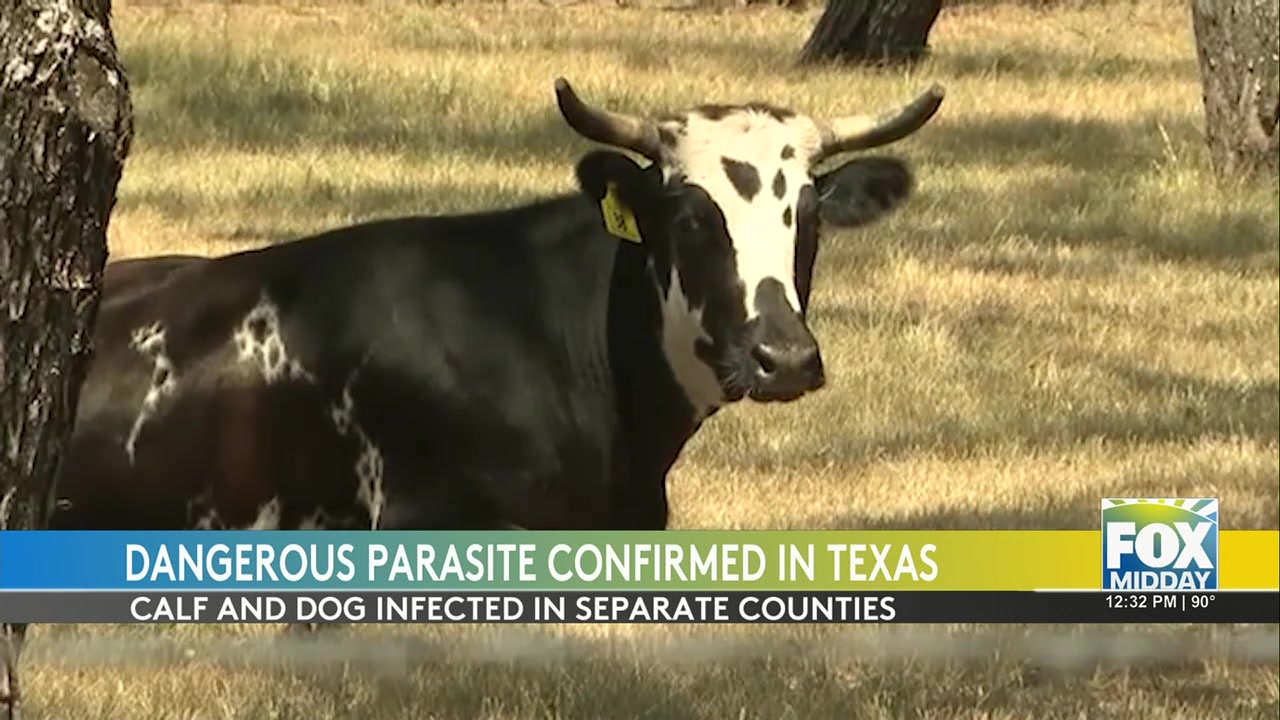 Dangerous Flesh-Eating Parasite Detected In Texas Livestock