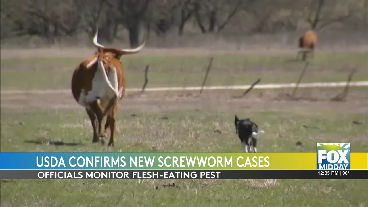 New World Screwworm Threat Grows In Texas: Ranchers, Officials Respond
