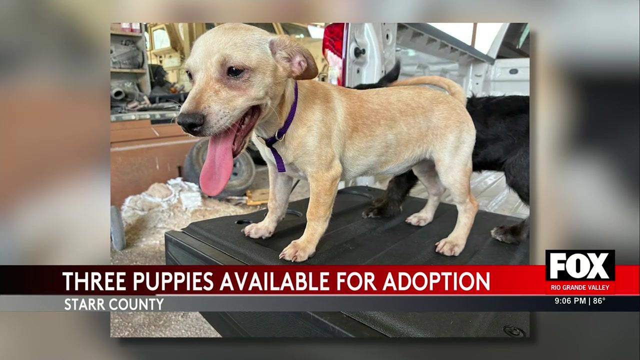 Starr County Puppies: Starr County Sheriff’s Office Seeks Homes For Rescued Puppies