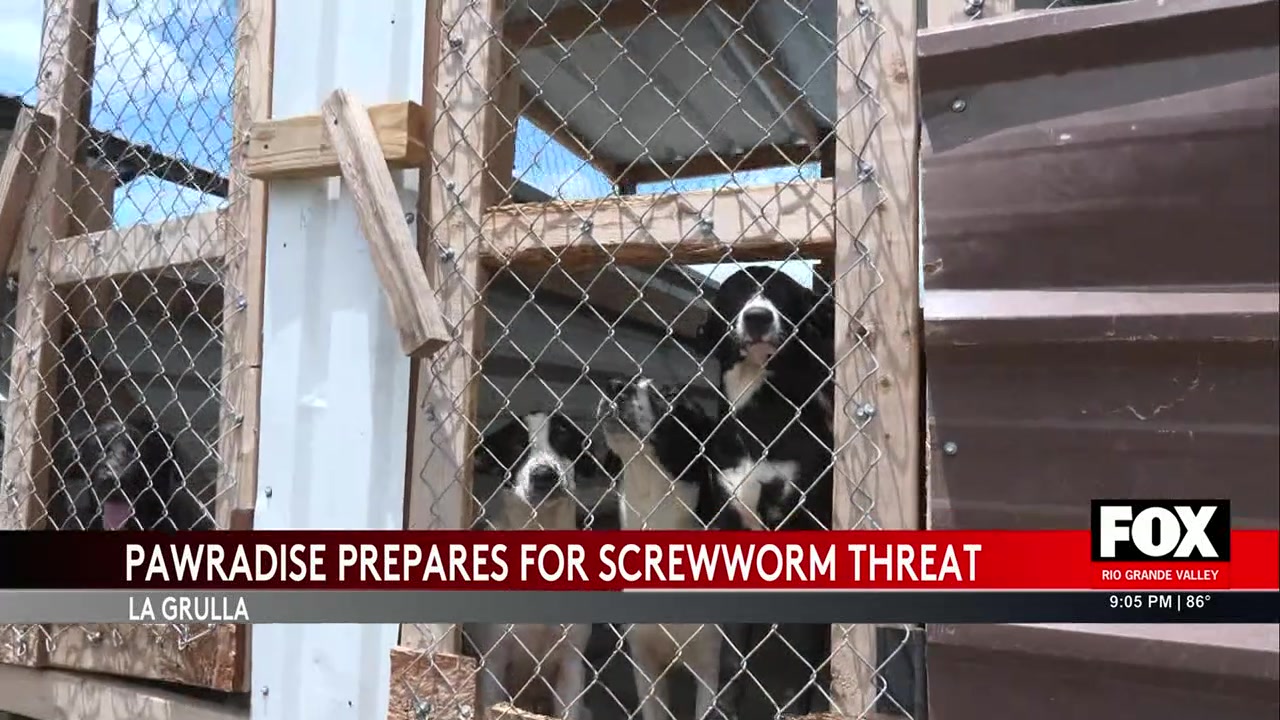 Paradae Sanctuary Steps Up Efforts Against New World Screw-Worm Threat