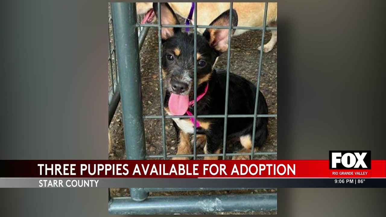 Pet Adoption: Starr County Sheriff’s Office Seeks Homes For Vaccinated Puppies