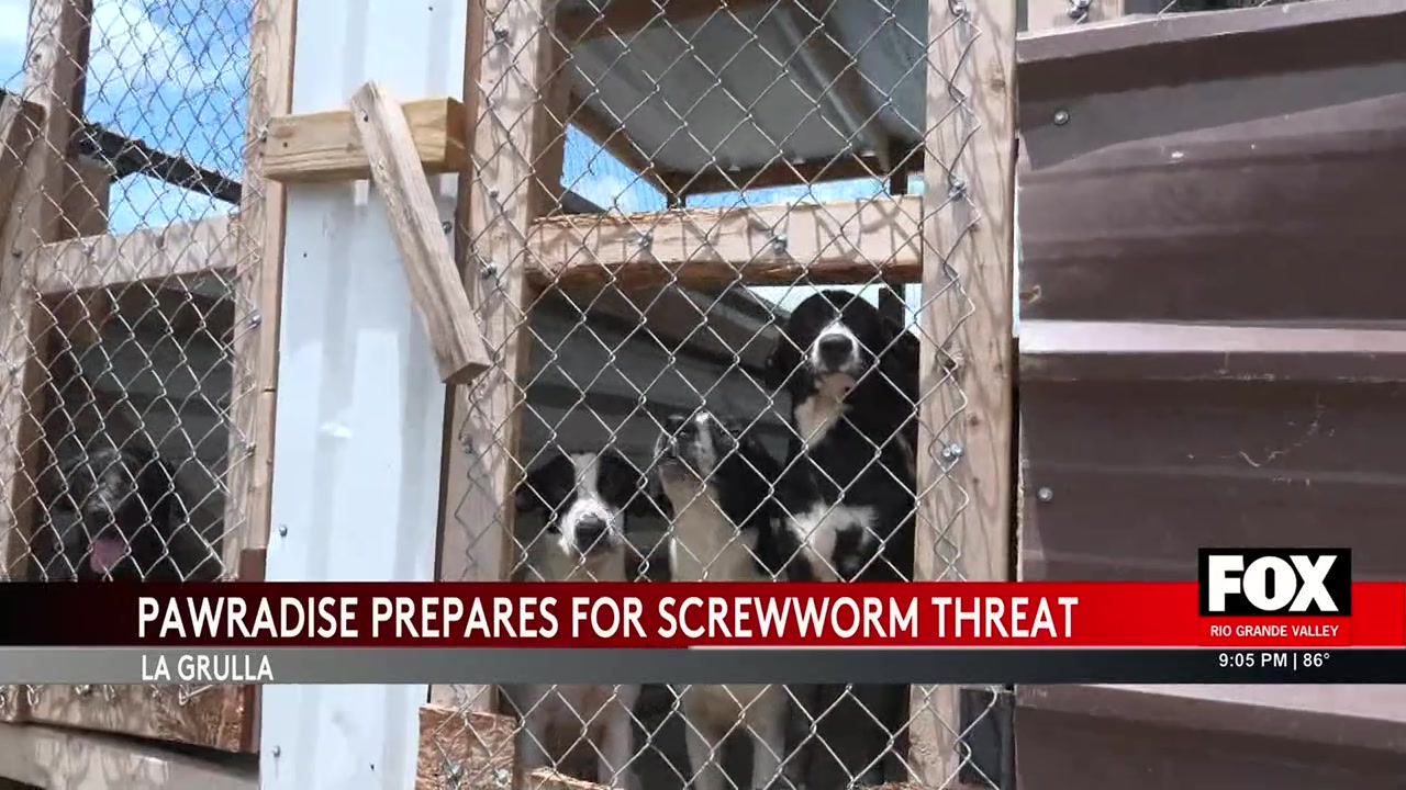 Screw Worm: Paradise Sanctuary In La Joya Braces For New World Screw-Worm Threat
