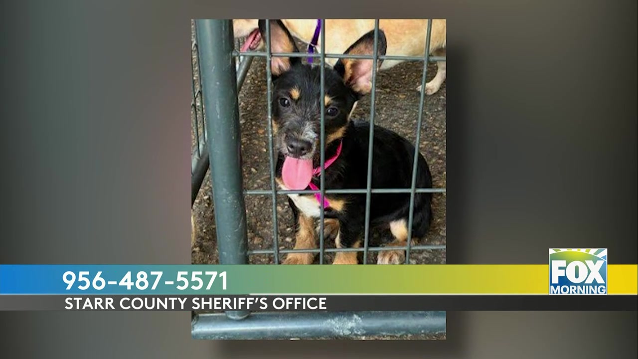 Starr County Puppies: Starr County Sheriff Seeks Homes For Rescued Puppies