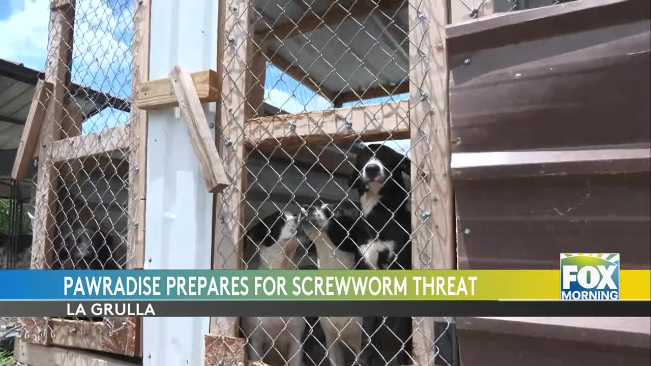 Wildlife Sanctuary In La Joya On Alert For Invasive Screw-Worm Threat