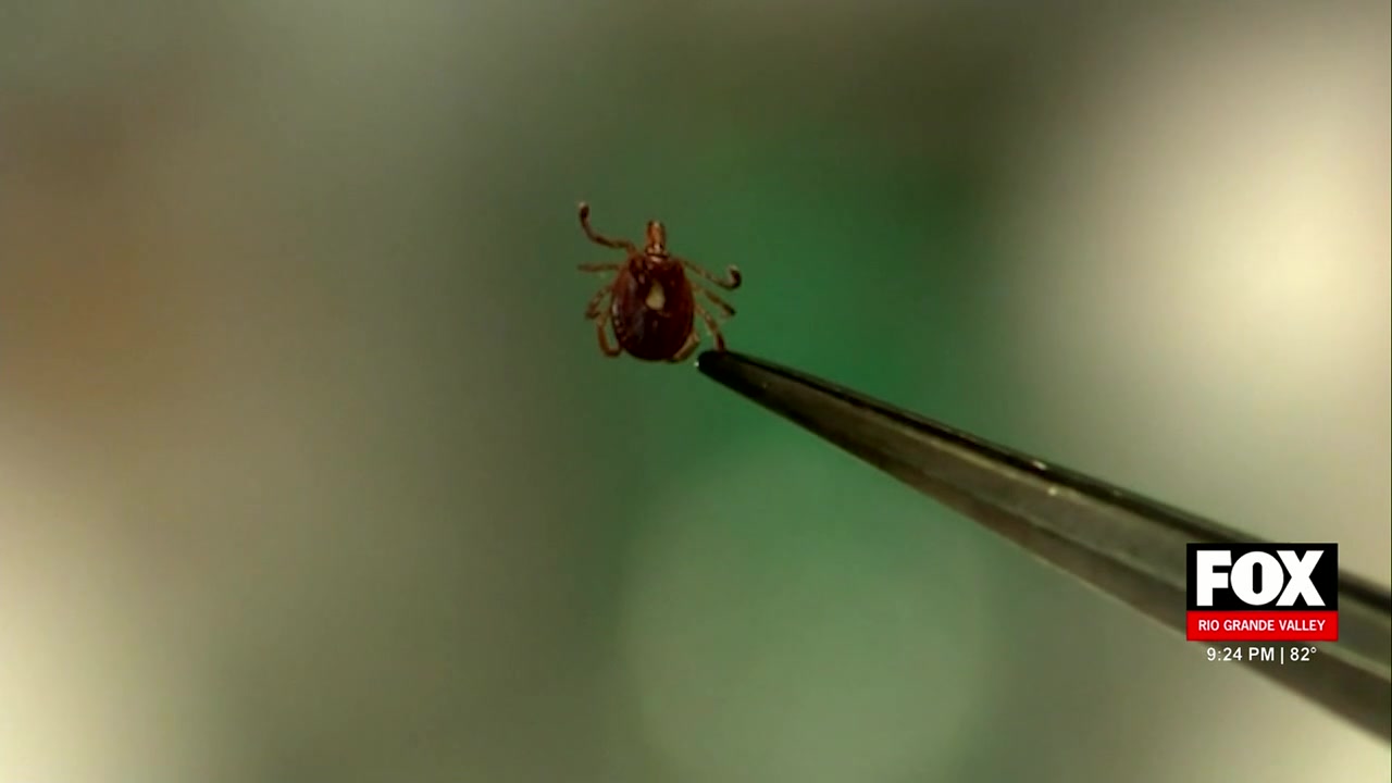 Pet Ticks: Protecting Pets From Ticks: CDC Issues Health Warning As Cases Surge