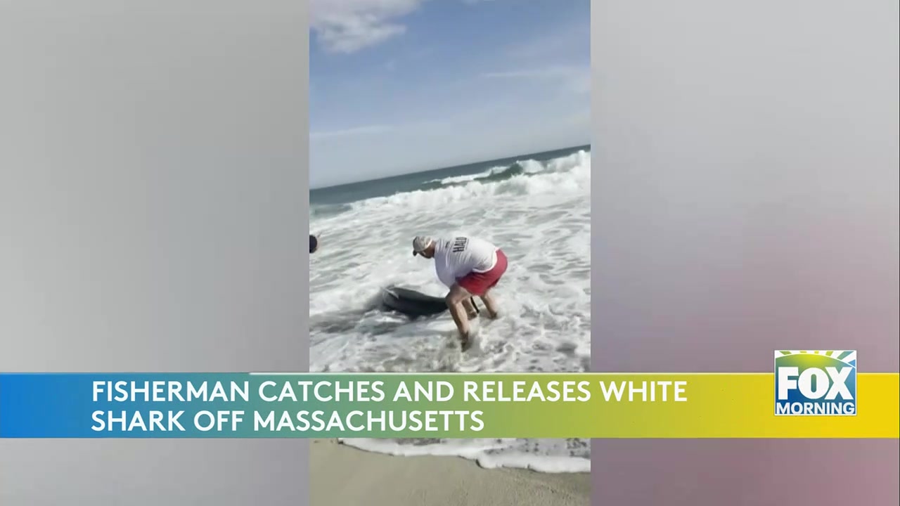 Massachusetts Fisherman Shark: Massachusetts Fisherman Recounts Close Encounter With Great White Shark