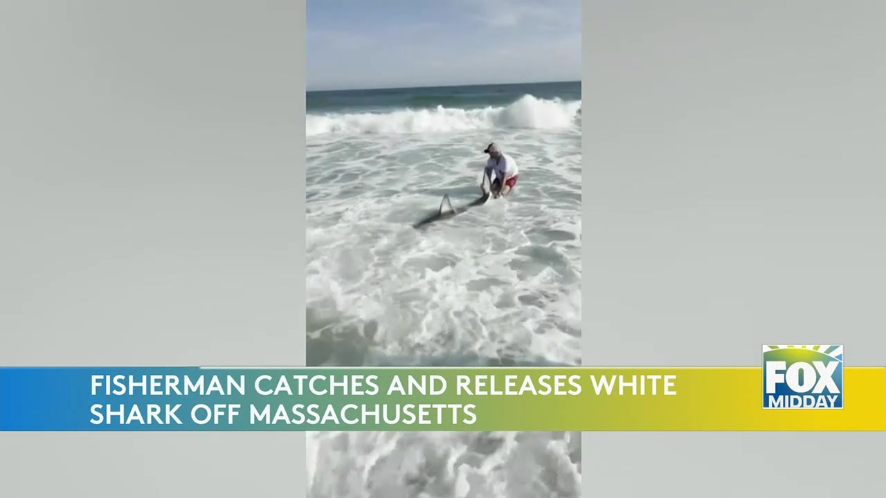 Fisherman Shares Incredible Encounter With Protected Great White Shark Off Nantucket