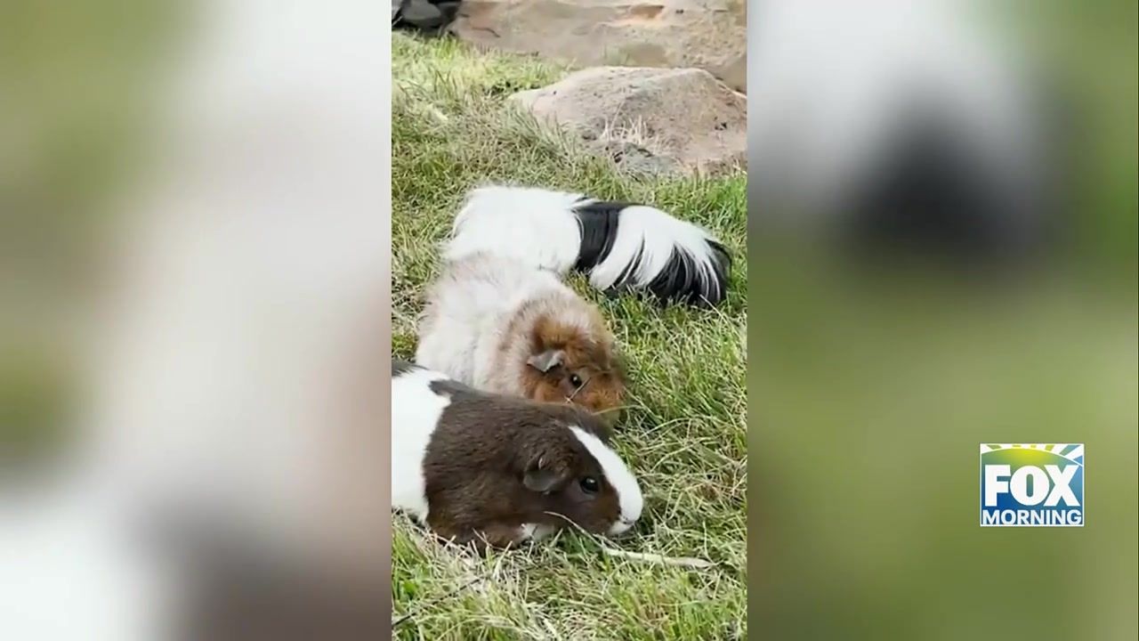 Nashville Zoo Guinea Pig: Nashville Zoo Builds Guinea Pig Village With Luxury Perks For Its Smallest Residents