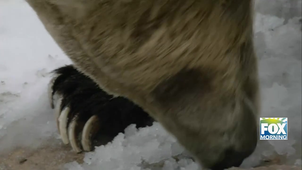San Diego Zoo’s Grizzly Bears Enjoy Rare Summer Snow Day