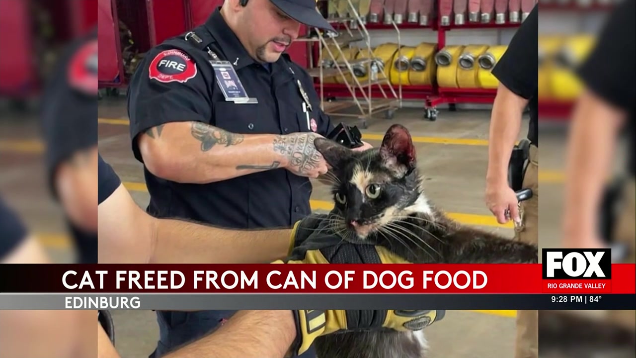 Edinburg Fire Department: Edinburg Firefighters Free Cat Stuck In Food Can In Heartwarming Rescue