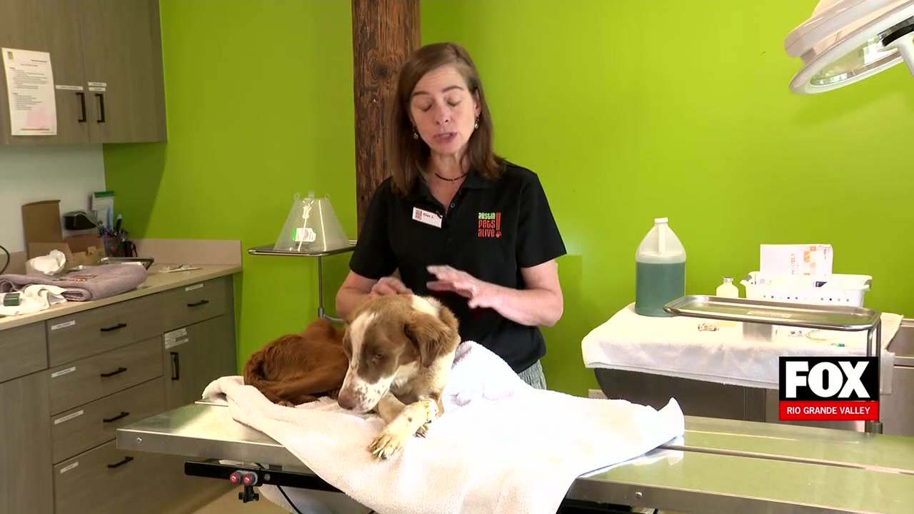 Screw-worm Outbreak Texas: Screw-Worm Outbreak Hits Texas Animal Shelters Hard