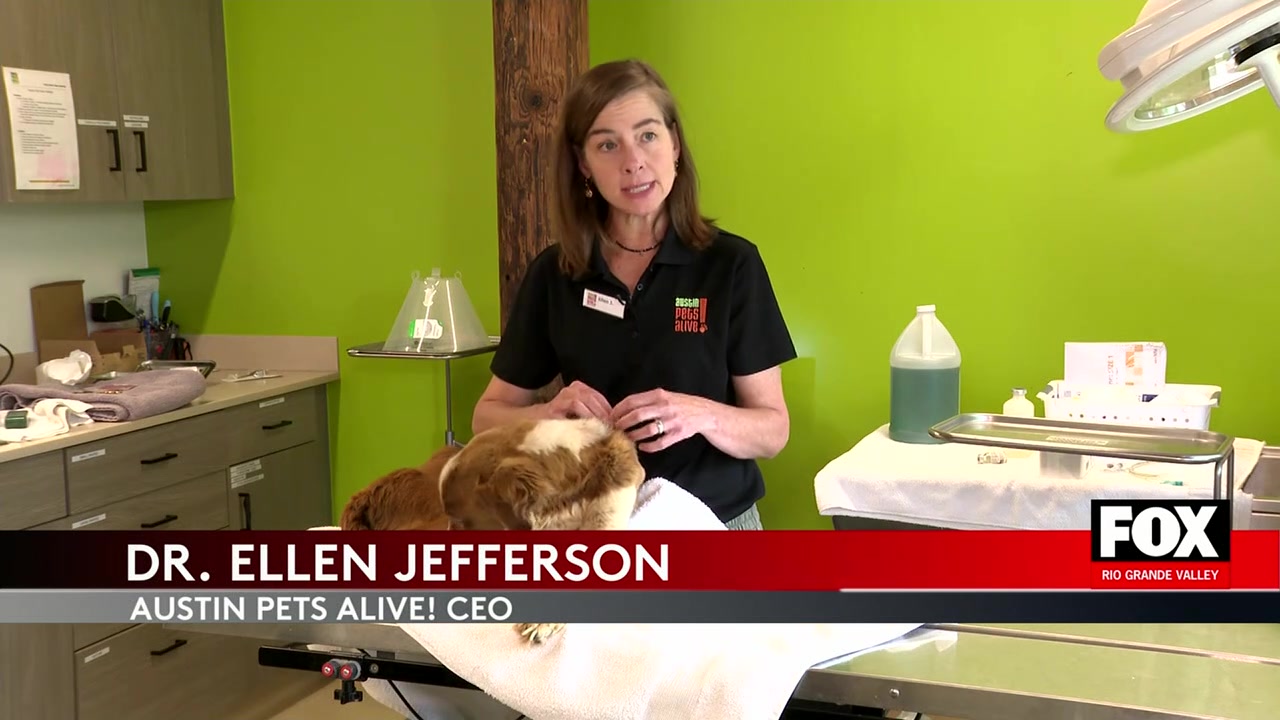 Screw-Worm Outbreak Strains Texas Animal Shelters’ Budgets