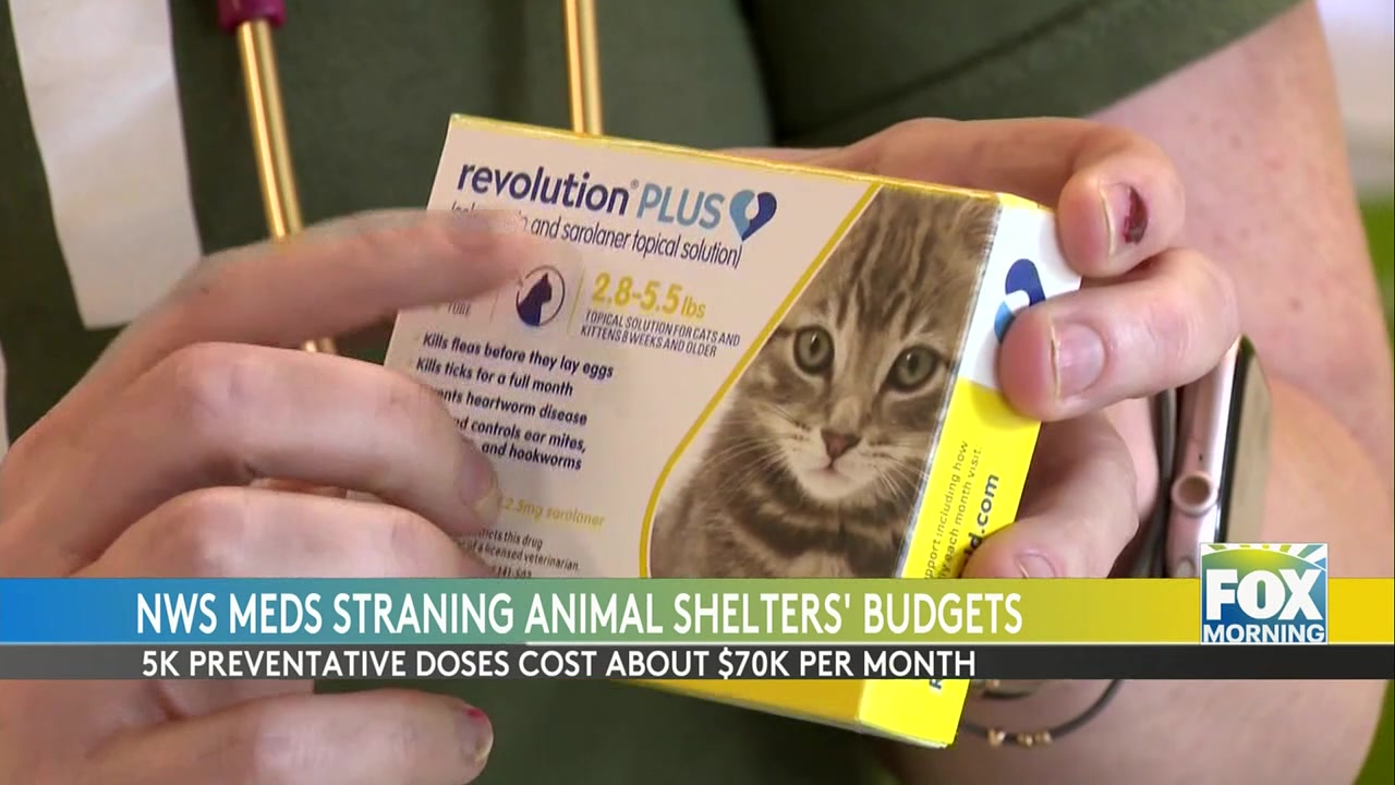 Screw Worm Texas: Animal Shelters In Texas Struggle With Costly Screw Worm Outbreak