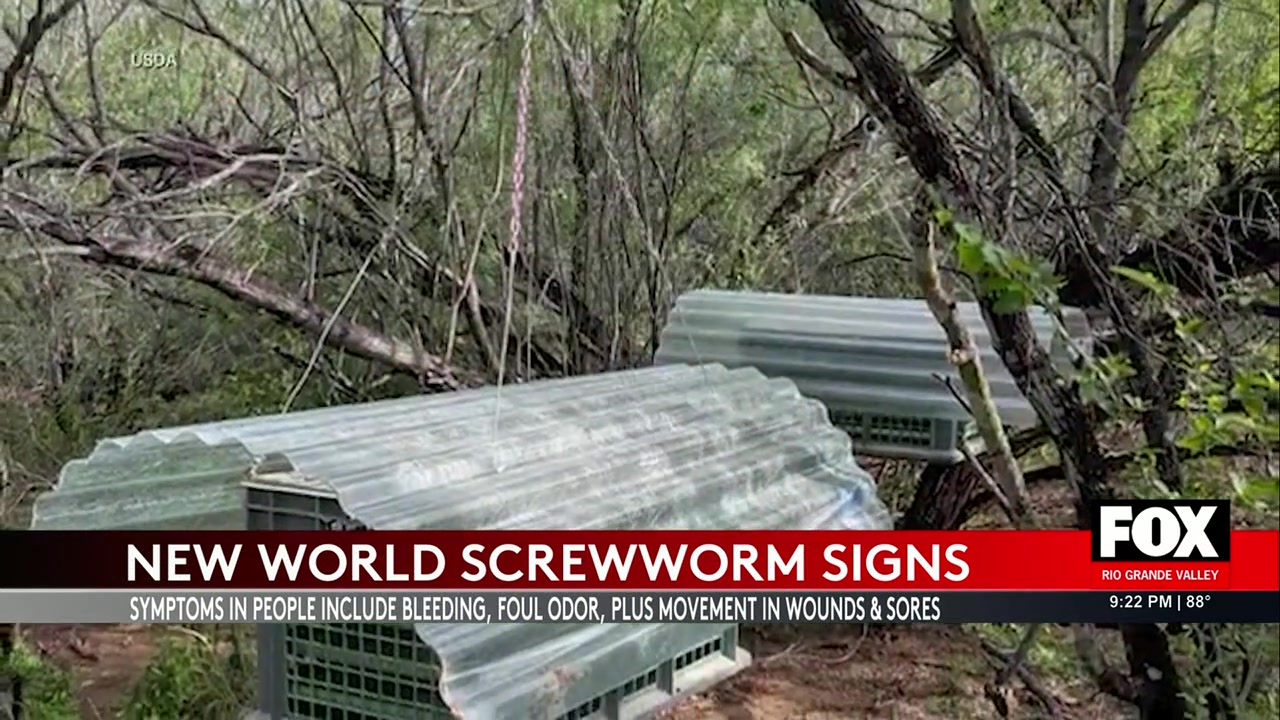 CDC Warns Of New World Screw Worm Infections In U.S. Animals: What To Know