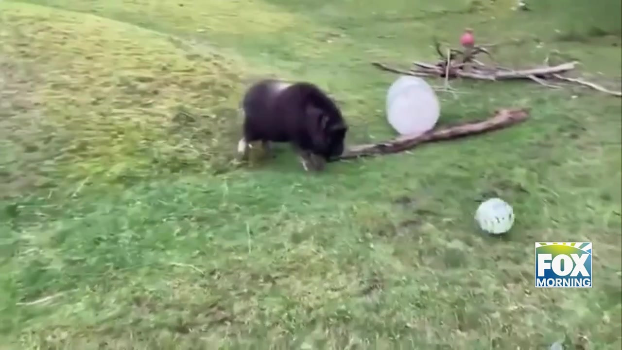 Musk Ox Willow Kicks Off World Cup Spirit At Tacoma Zoo