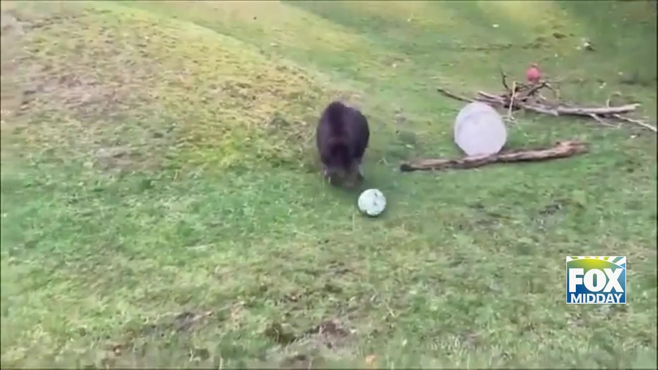Willow Musk Ox: Willow The Musk Ox Shows Off World Cup Spirit At Tacoma Zoo