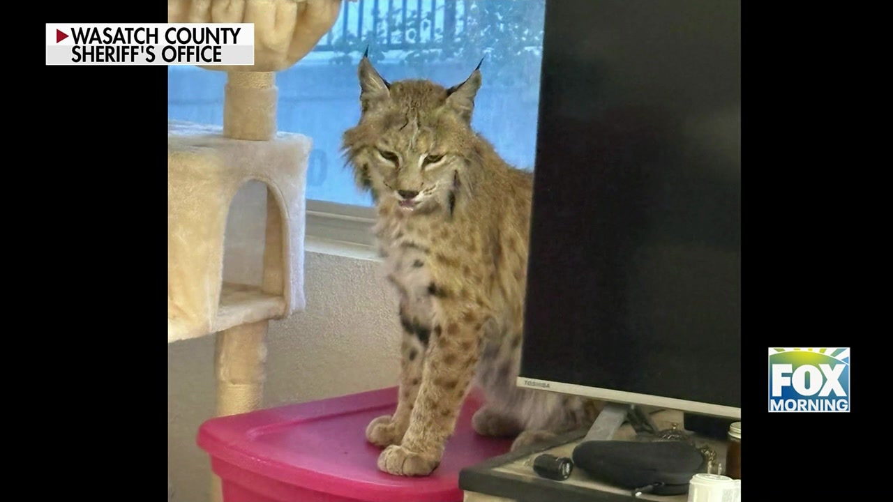 Bobcat Utah: Bobcat Surprises Residents By Lounging In Utah Apartment ...