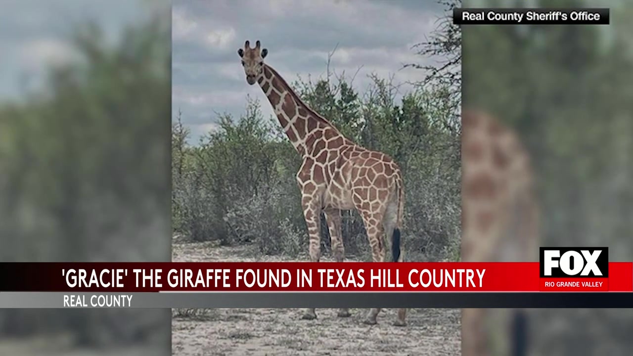 Missing Giraffe Real County: Missing Giraffe Gracie Found Safe After Two-Week Search In Real County