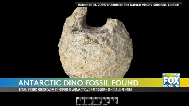 Antarctica Dinosaur: Rare Dinosaur Fossil Identified As Antarctica’s First: Museum Discovery After Decades