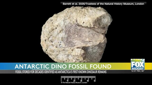 Antarctica Dinosaur Fossil: First Dinosaur Fossil From Antarctica Revealed In Major Scientific Breakthrough